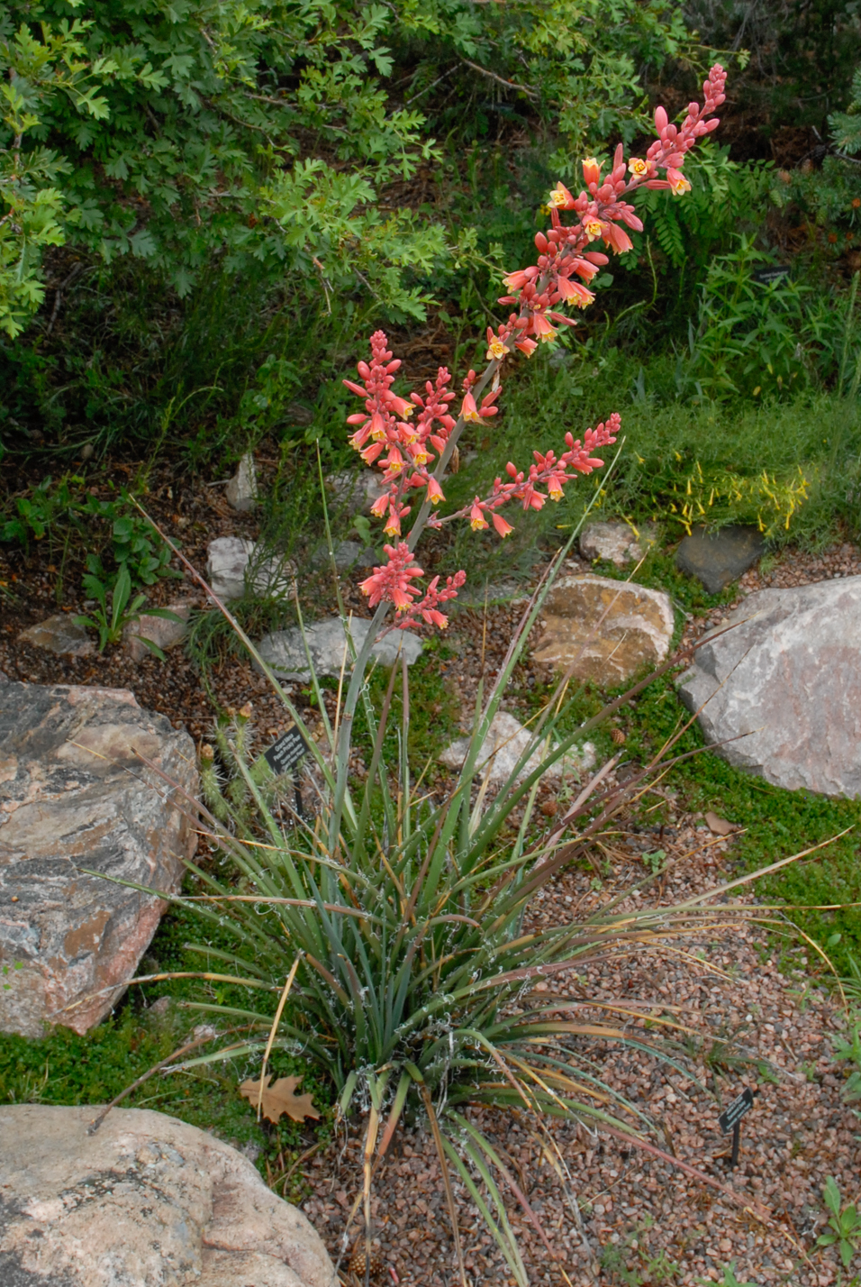 Red Hesperaloe